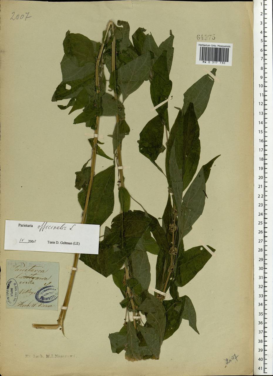 Parietaria officinalis L., Eastern Europe, North Ukrainian region (E11) (Ukraine)