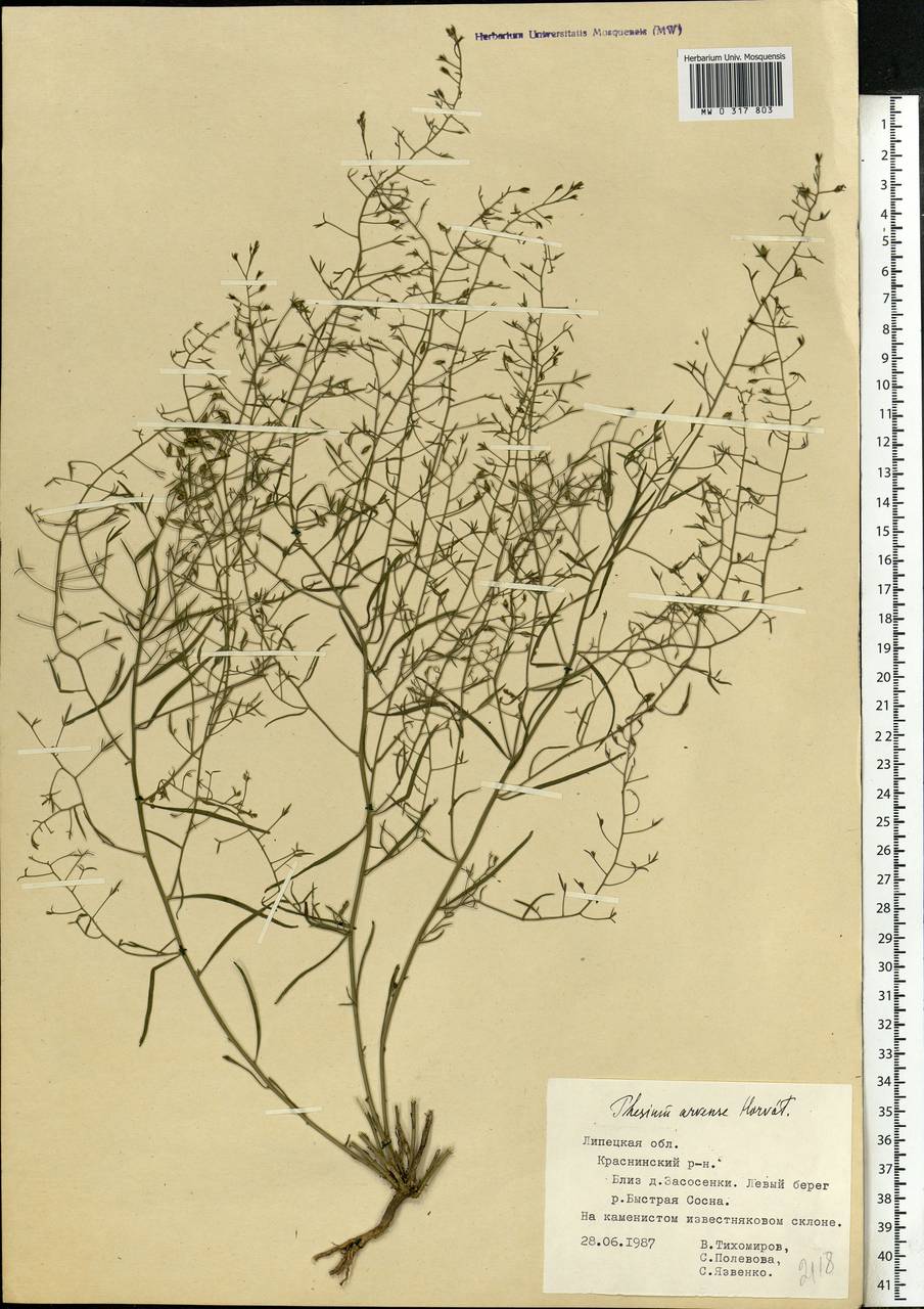 Thesium ramosum Hayne, Eastern Europe, Central forest-and-steppe region (E6) (Russia)