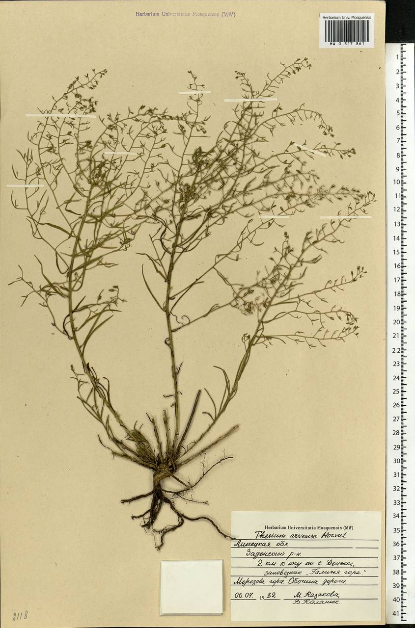 Thesium ramosum Hayne, Eastern Europe, Central forest-and-steppe region (E6) (Russia)