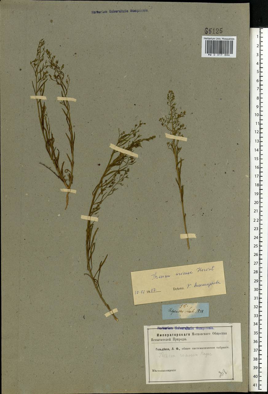 Thesium ramosum Hayne, Eastern Europe, Middle Volga region (E8) (Russia)