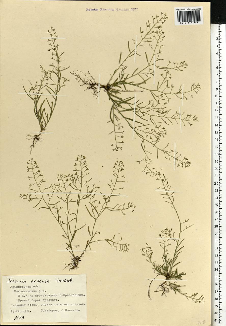 Thesium ramosum Hayne, Eastern Europe, Middle Volga region (E8) (Russia)