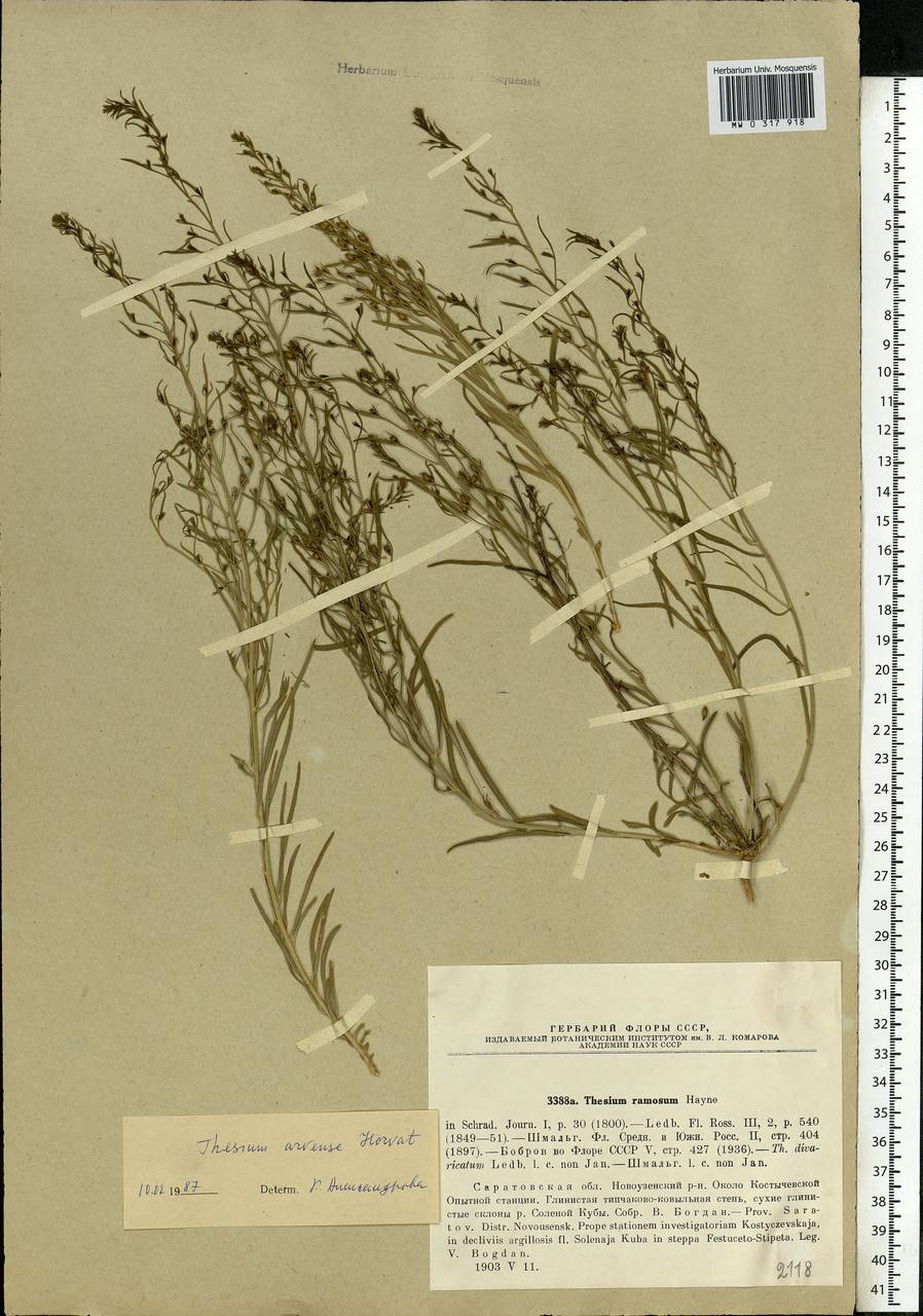 Thesium ramosum Hayne, Eastern Europe, Lower Volga region (E9) (Russia)