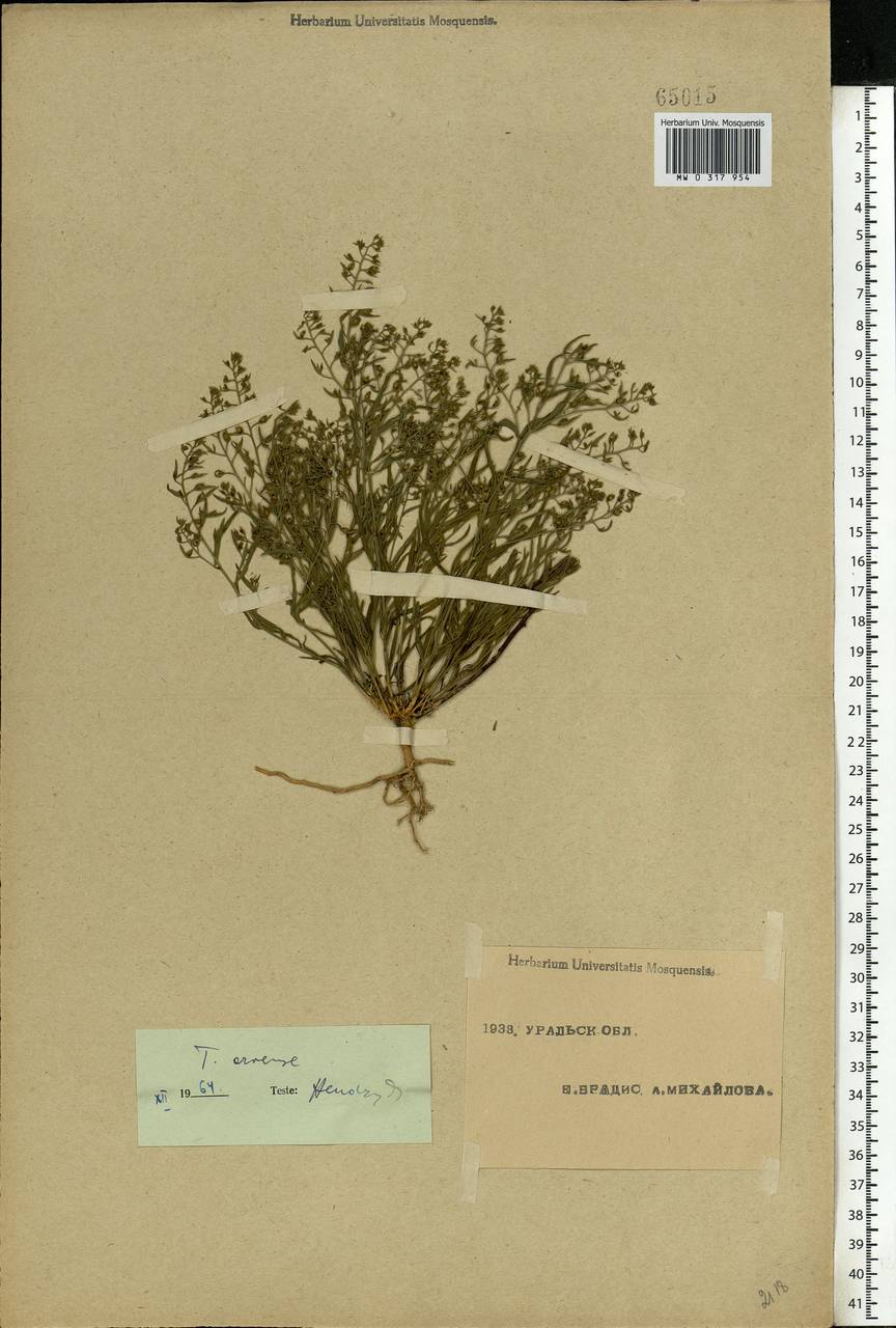 Thesium ramosum Hayne, Eastern Europe, Eastern region (E10) (Russia)