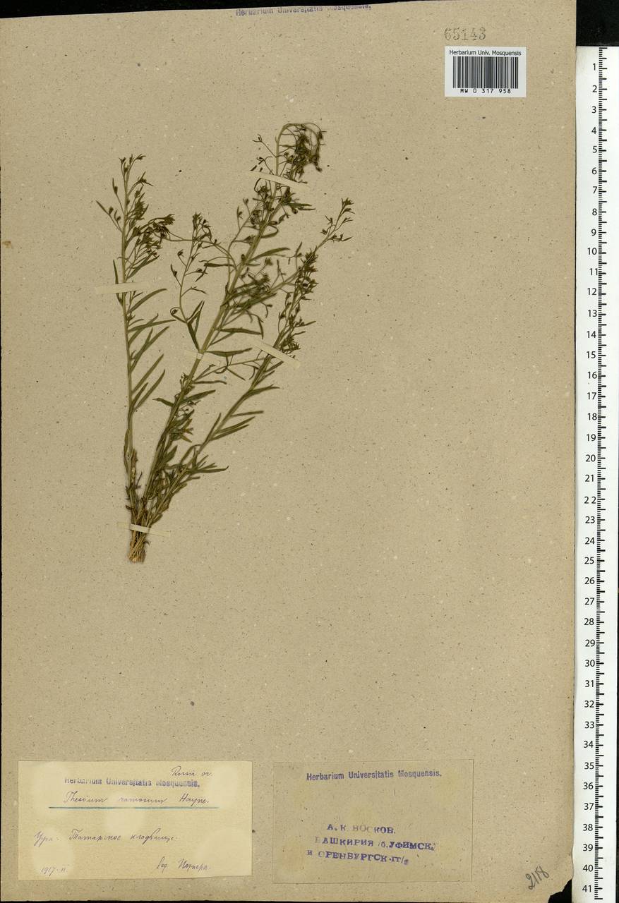 Thesium ramosum Hayne, Eastern Europe, Eastern region (E10) (Russia)