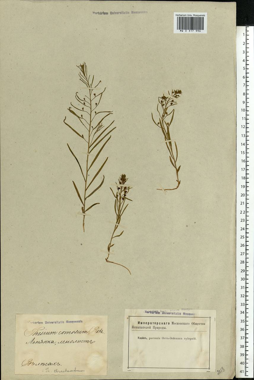 Thesium ebracteatum Hayne, Eastern Europe, Latvia (E2b) (Latvia)
