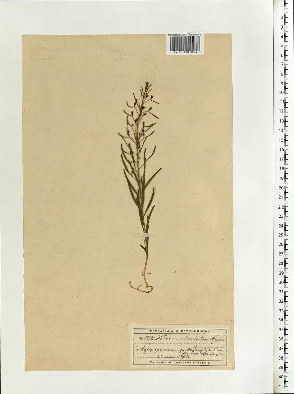 Thesium ebracteatum Hayne, Eastern Europe, Moscow region (E4a) (Russia)