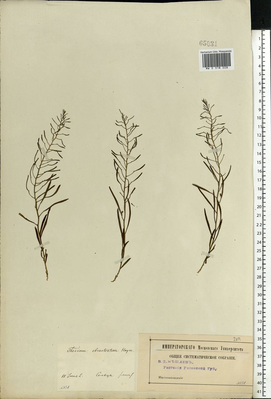 Thesium ebracteatum Hayne, Eastern Europe, Central region (E4) (Russia)