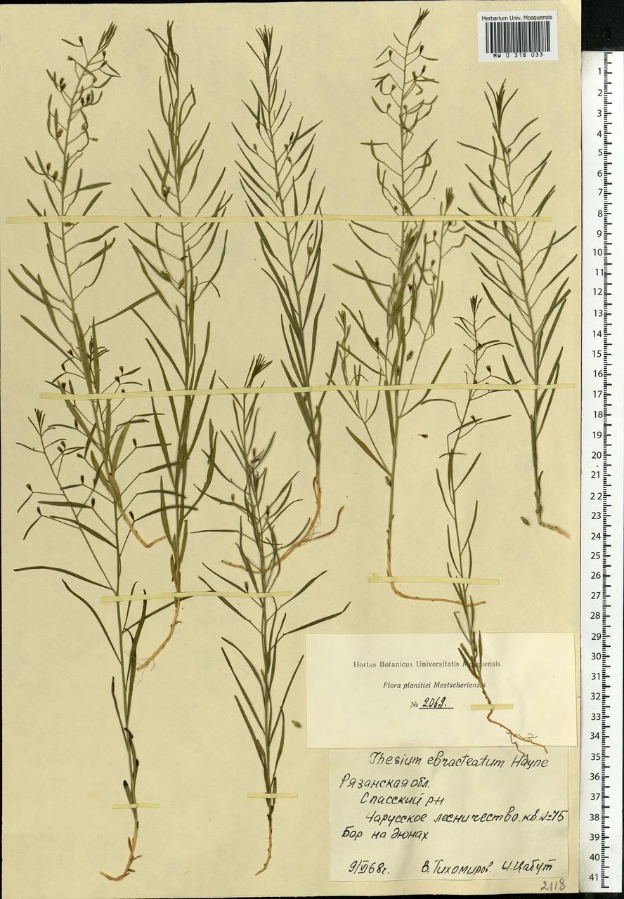 Thesium ebracteatum Hayne, Eastern Europe, Central region (E4) (Russia)