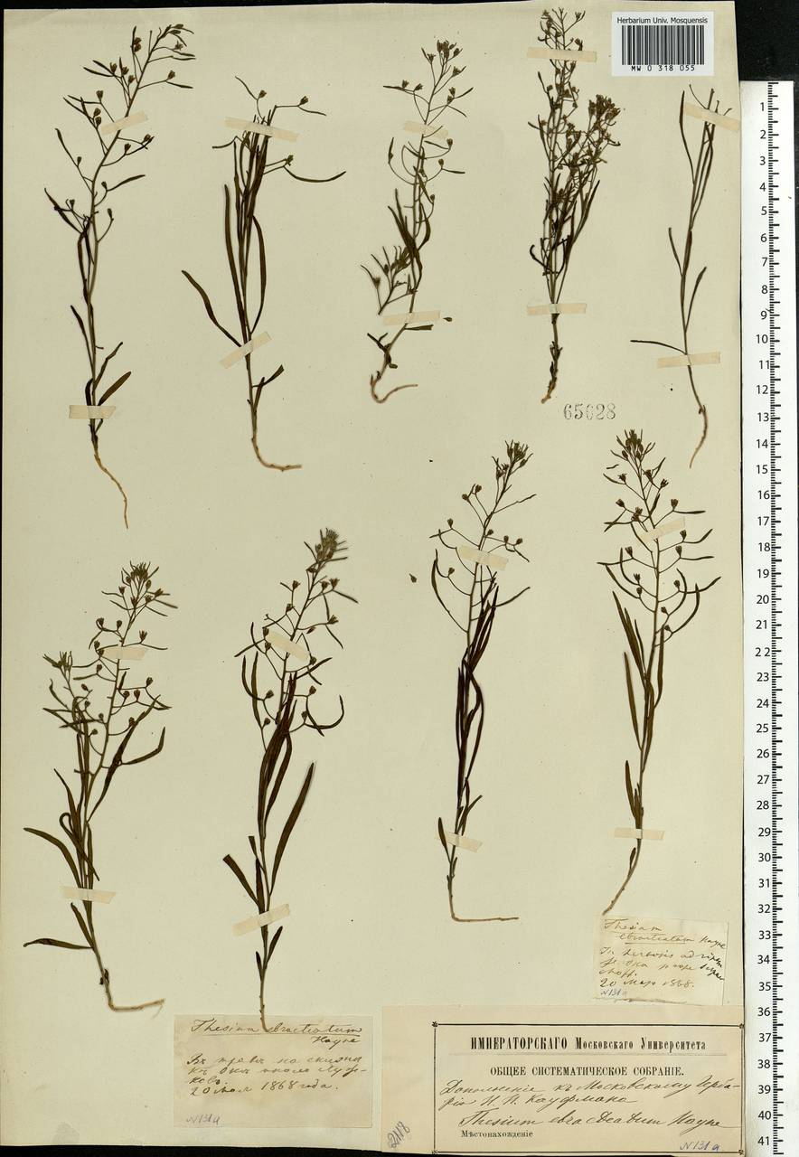 Thesium ebracteatum Hayne, Eastern Europe, Moscow region (E4a) (Russia)