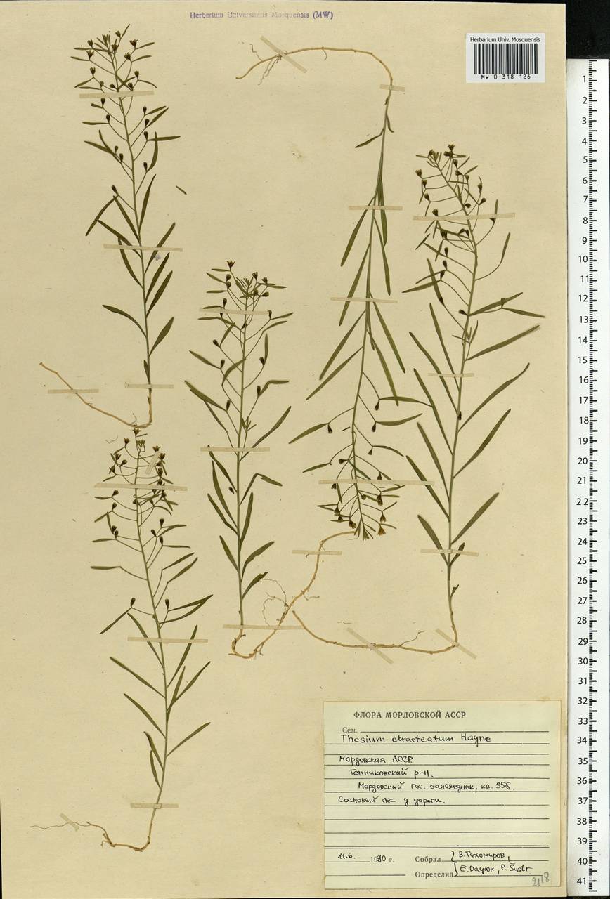 Thesium ebracteatum Hayne, Eastern Europe, Middle Volga region (E8) (Russia)