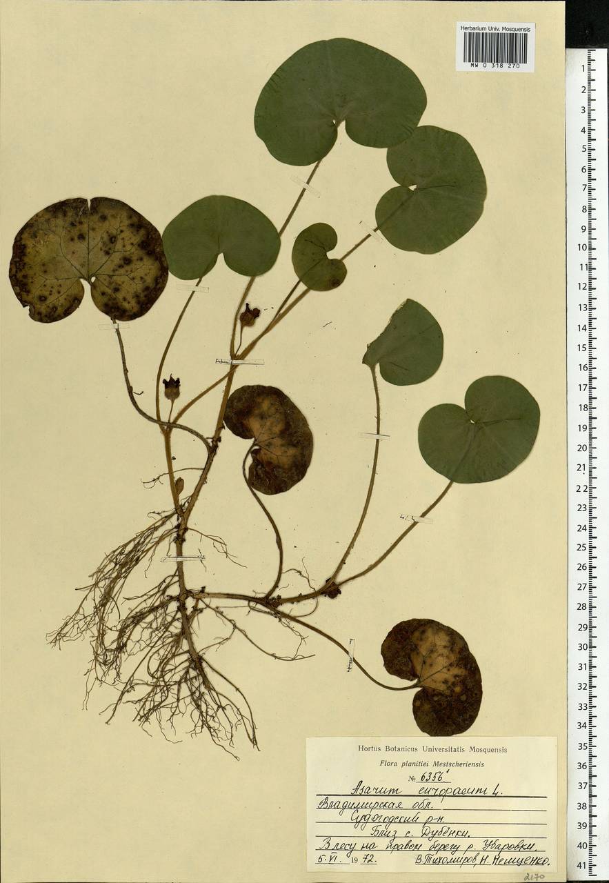 Asarum europaeum L., Eastern Europe, Central region (E4) (Russia)
