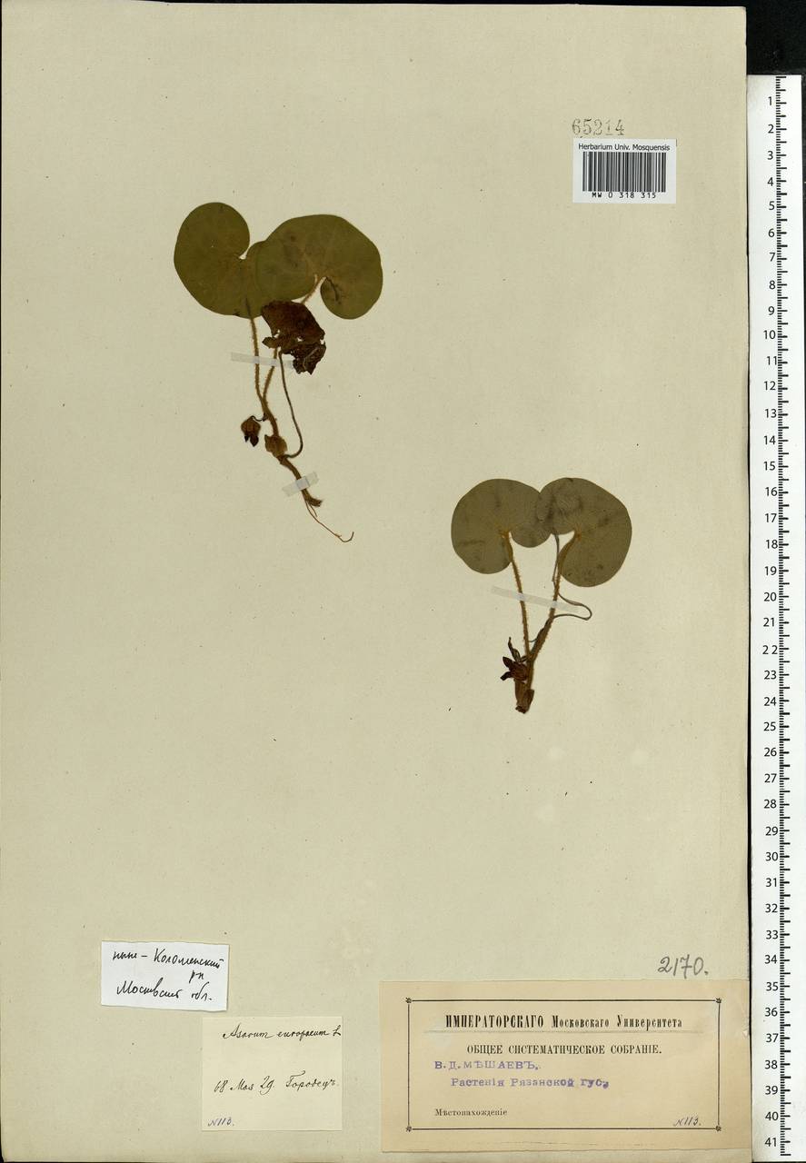 Asarum europaeum L., Eastern Europe, Moscow region (E4a) (Russia)