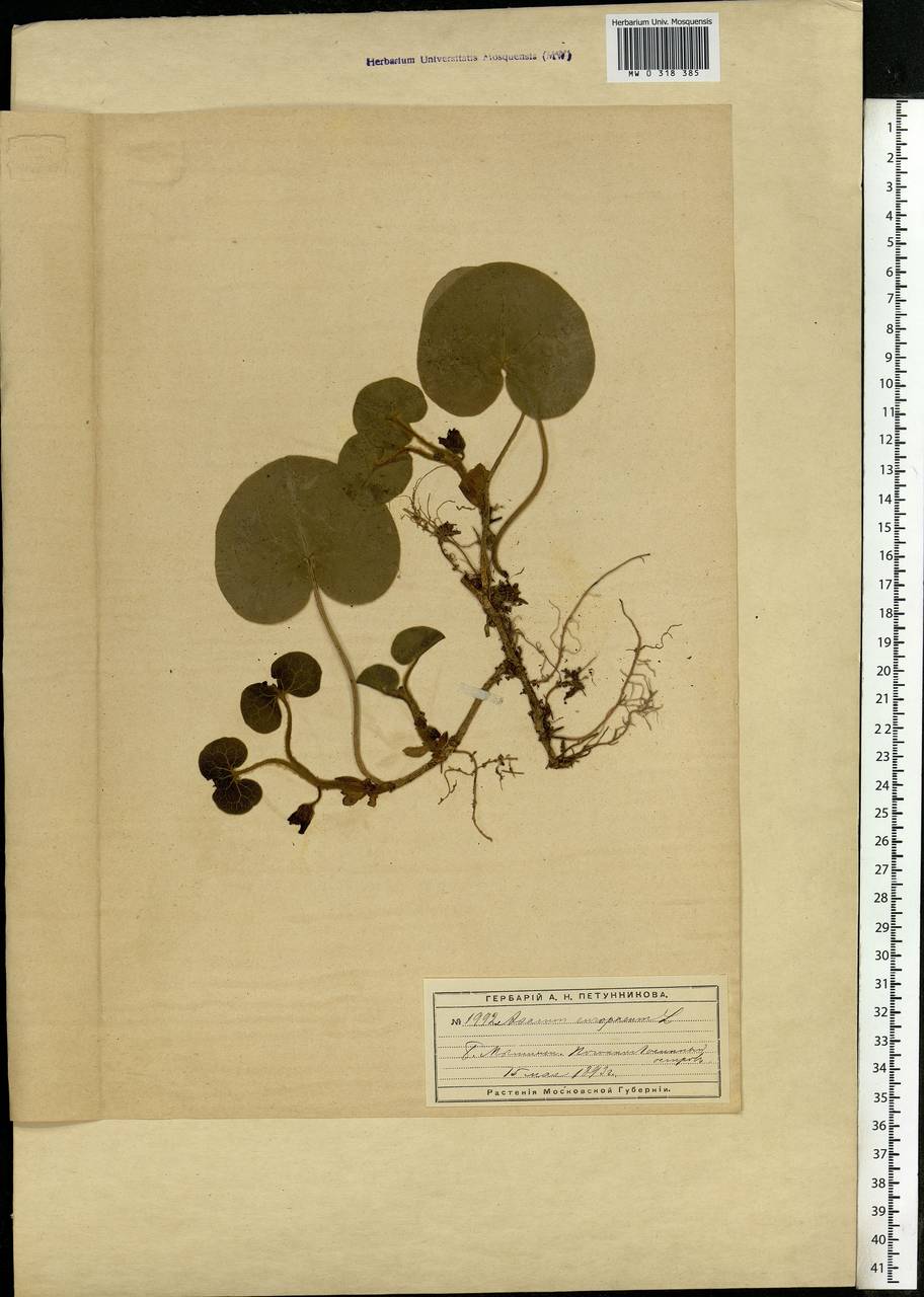 Asarum europaeum L., Eastern Europe, Moscow region (E4a) (Russia)