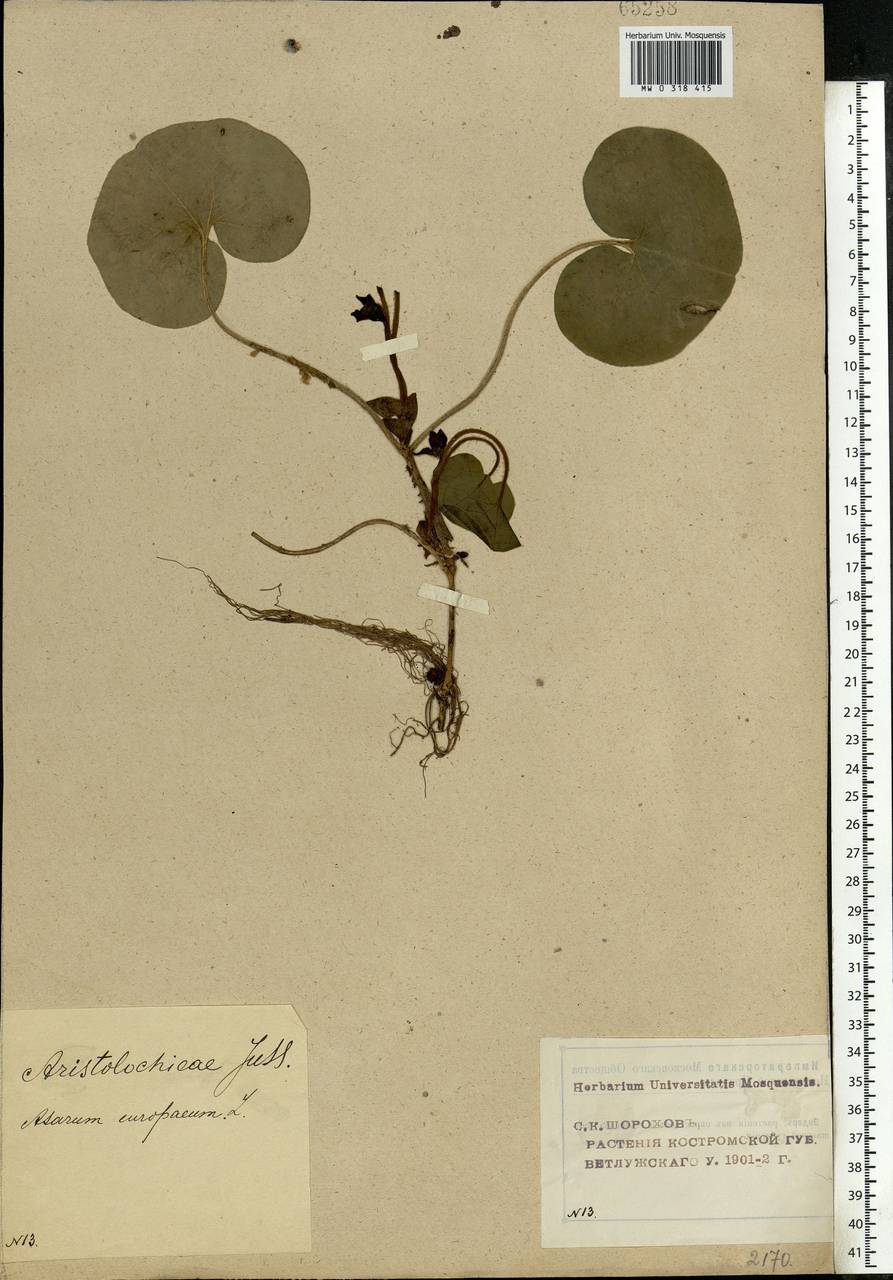 Asarum europaeum L., Eastern Europe, Volga-Kama region (E7) (Russia)