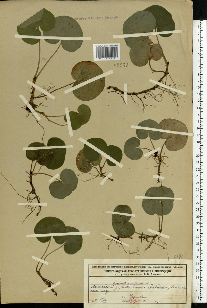 Asarum europaeum L., Eastern Europe, Volga-Kama region (E7) (Russia)