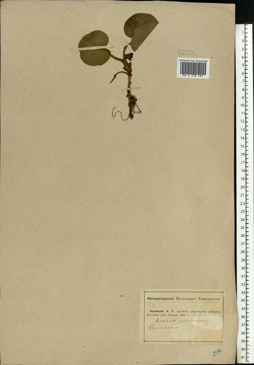 Asarum europaeum L., Eastern Europe, Middle Volga region (E8) (Russia)