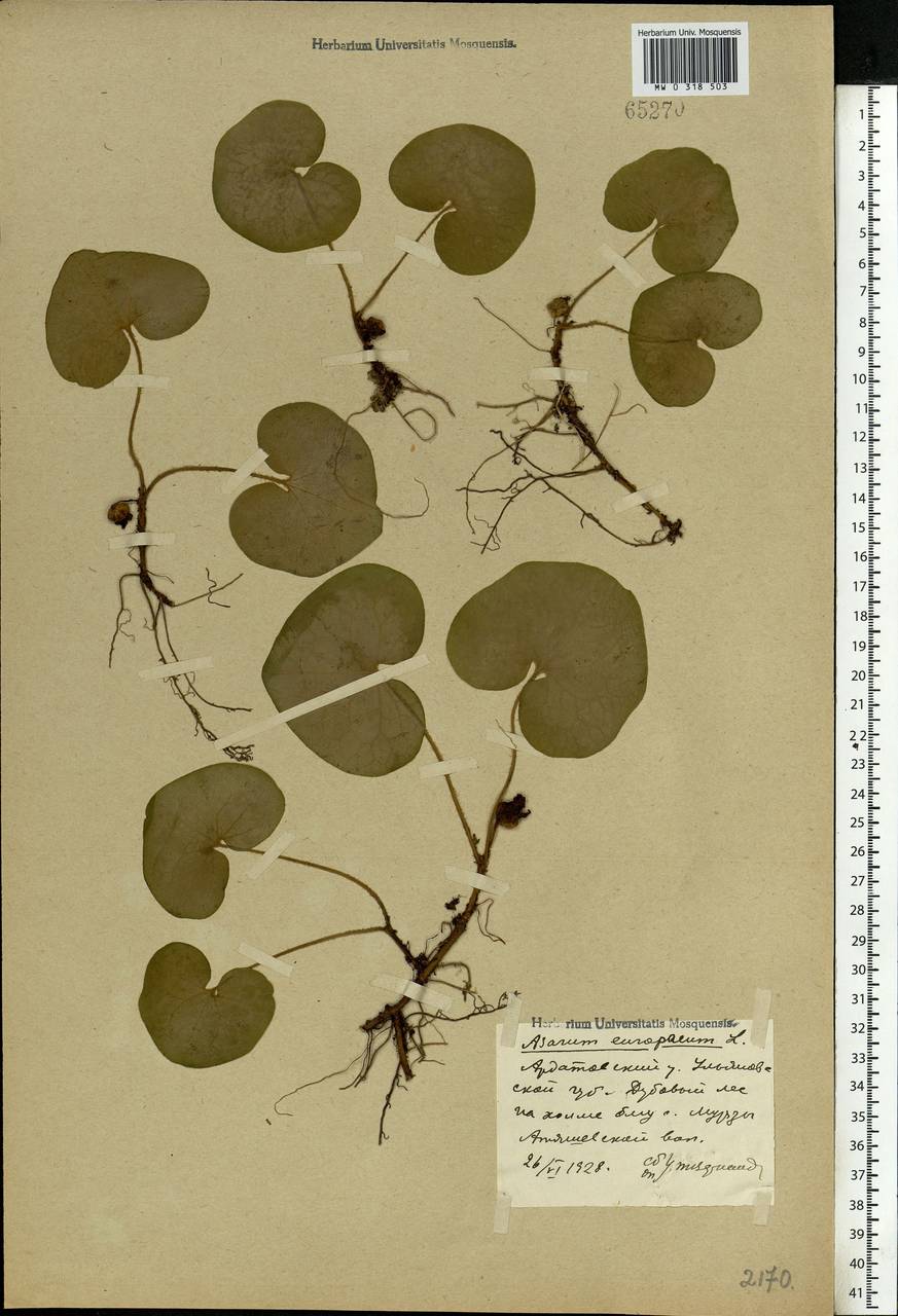 Asarum europaeum L., Eastern Europe, Middle Volga region (E8) (Russia)