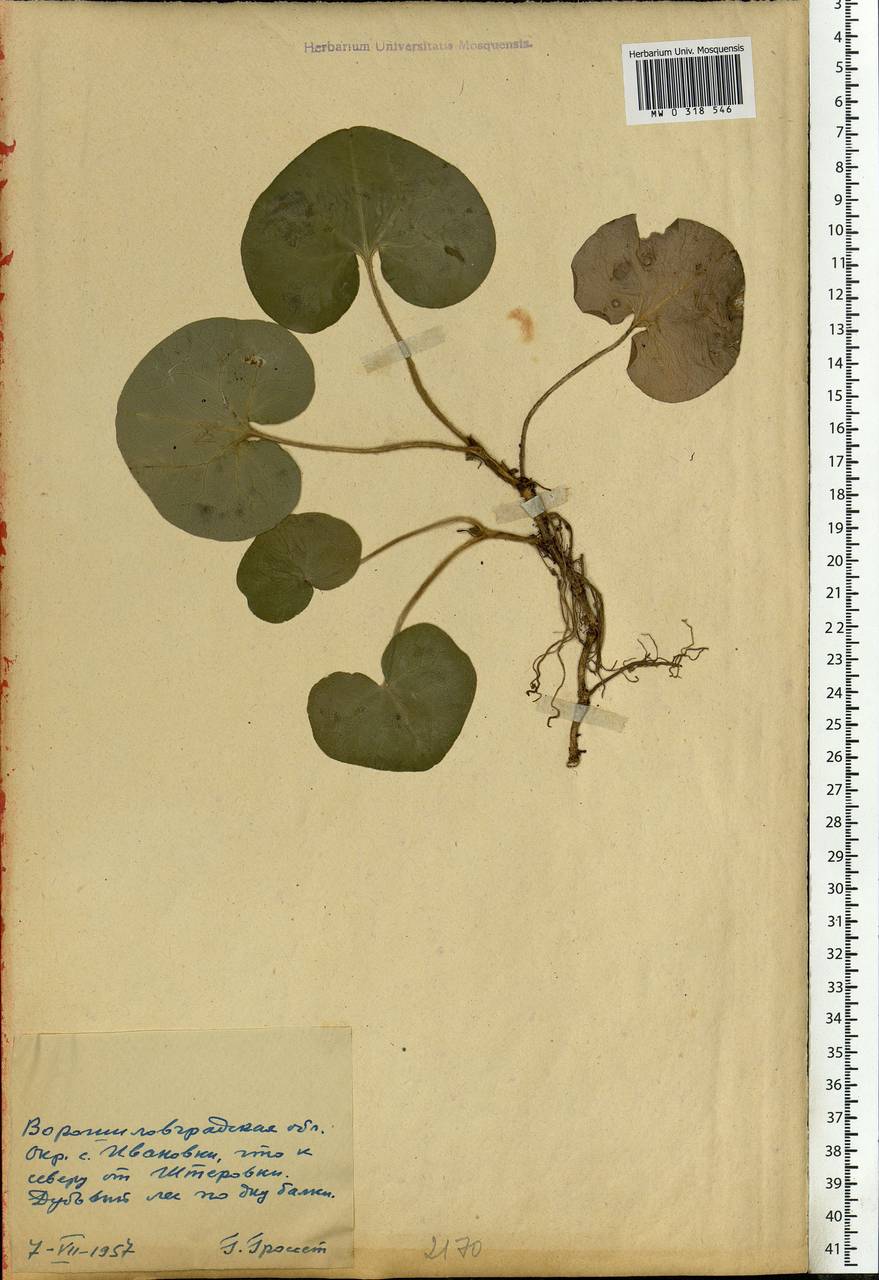 Asarum europaeum L., Eastern Europe, North Ukrainian region (E11) (Ukraine)