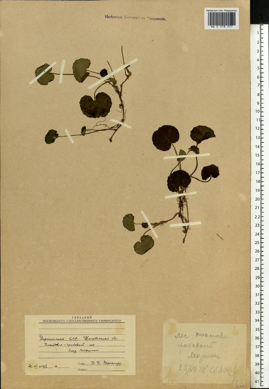Asarum europaeum L., Eastern Europe, West Ukrainian region (E13) (Ukraine)