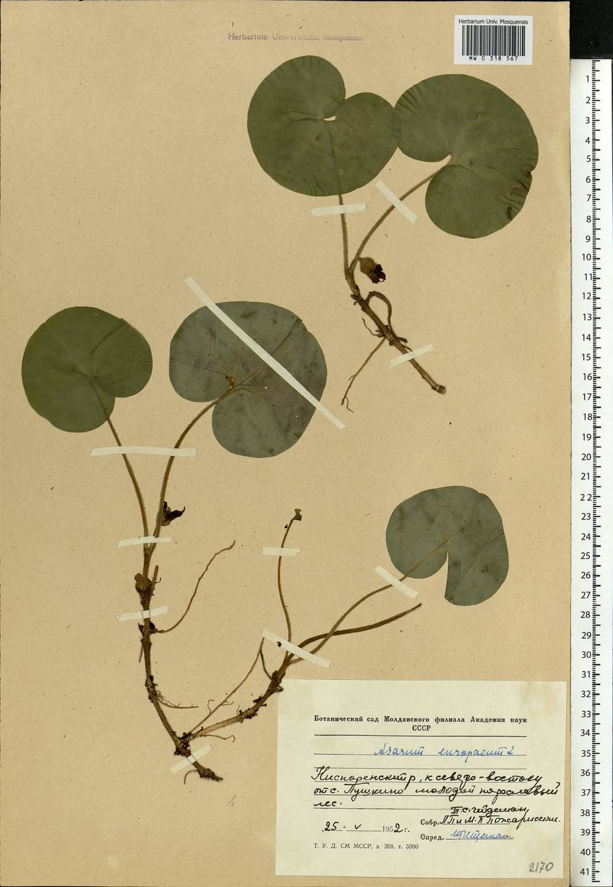 Asarum europaeum L., Eastern Europe, Moldova (E13a) (Moldova)