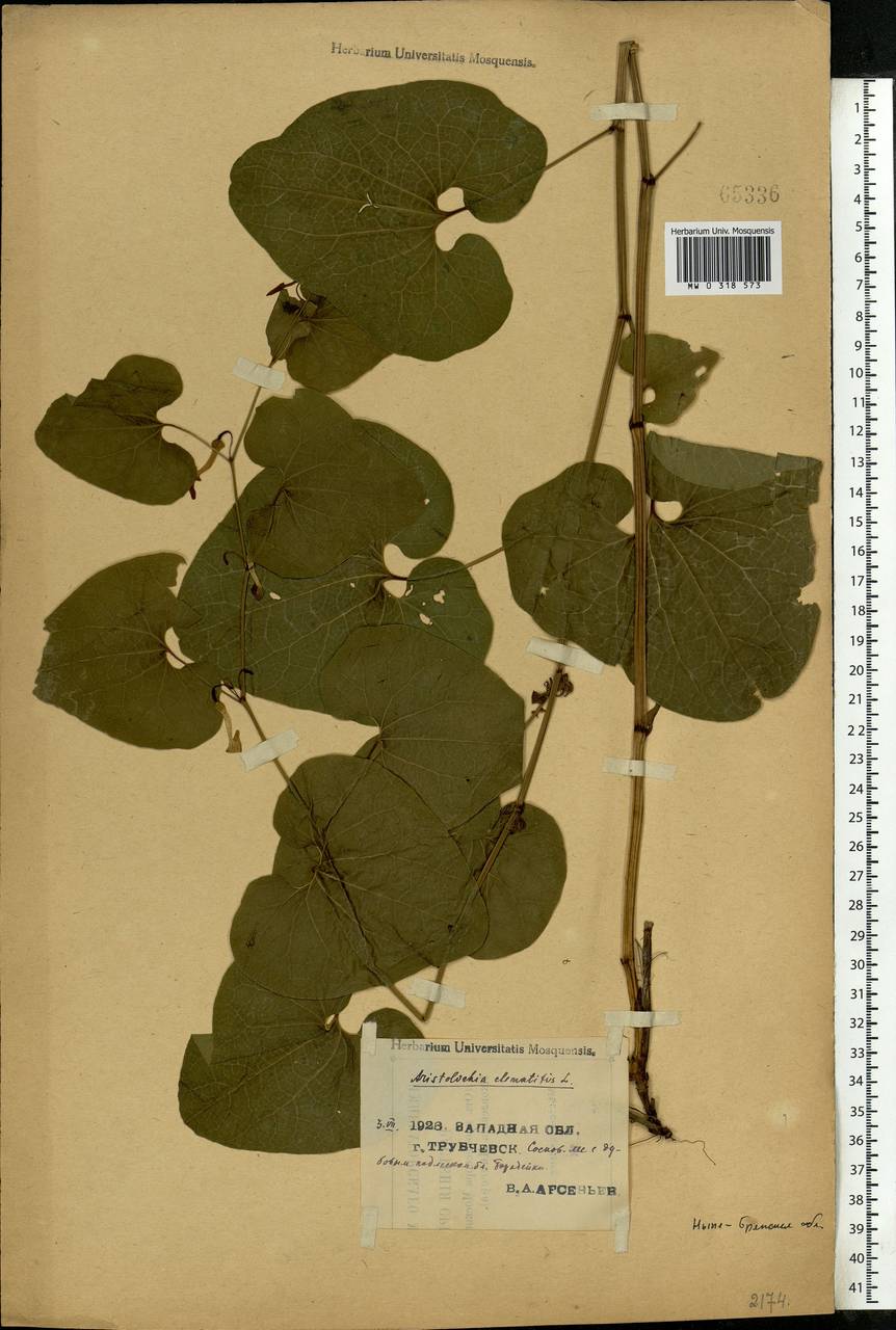 Aristolochia clematitis L., Eastern Europe, Western region (E3) (Russia)