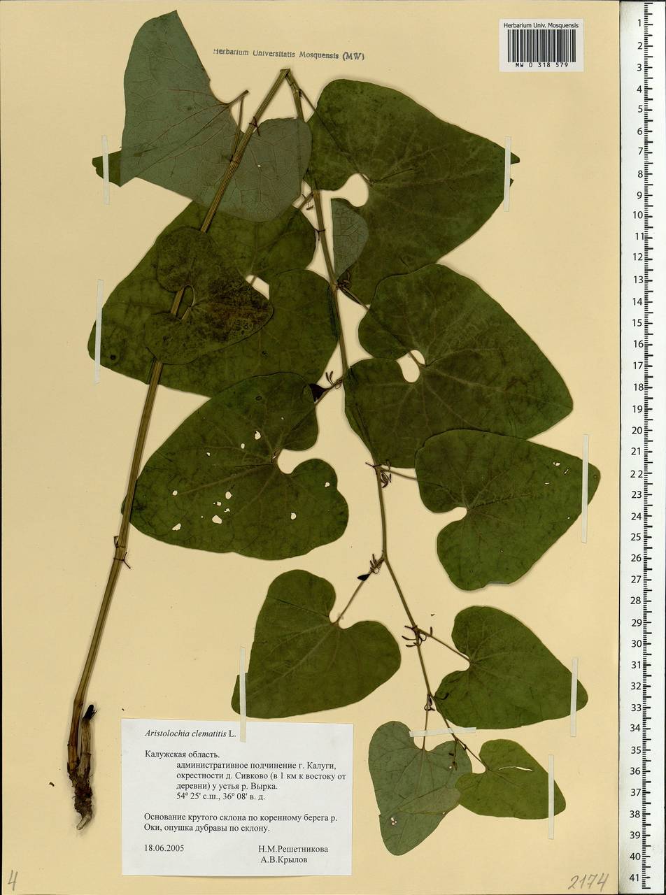 Aristolochia clematitis L., Eastern Europe, Central region (E4) (Russia)