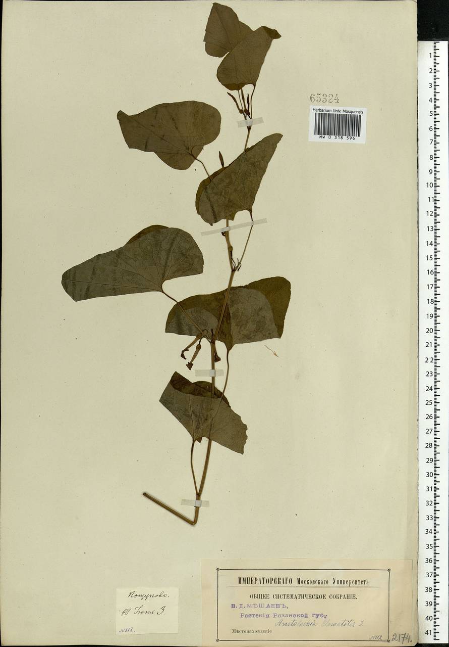 Aristolochia clematitis L., Eastern Europe, Central region (E4) (Russia)
