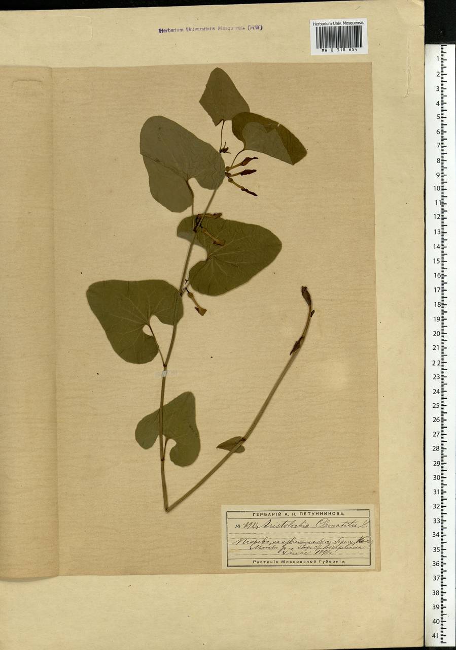 Aristolochia clematitis L., Eastern Europe, Moscow region (E4a) (Russia)
