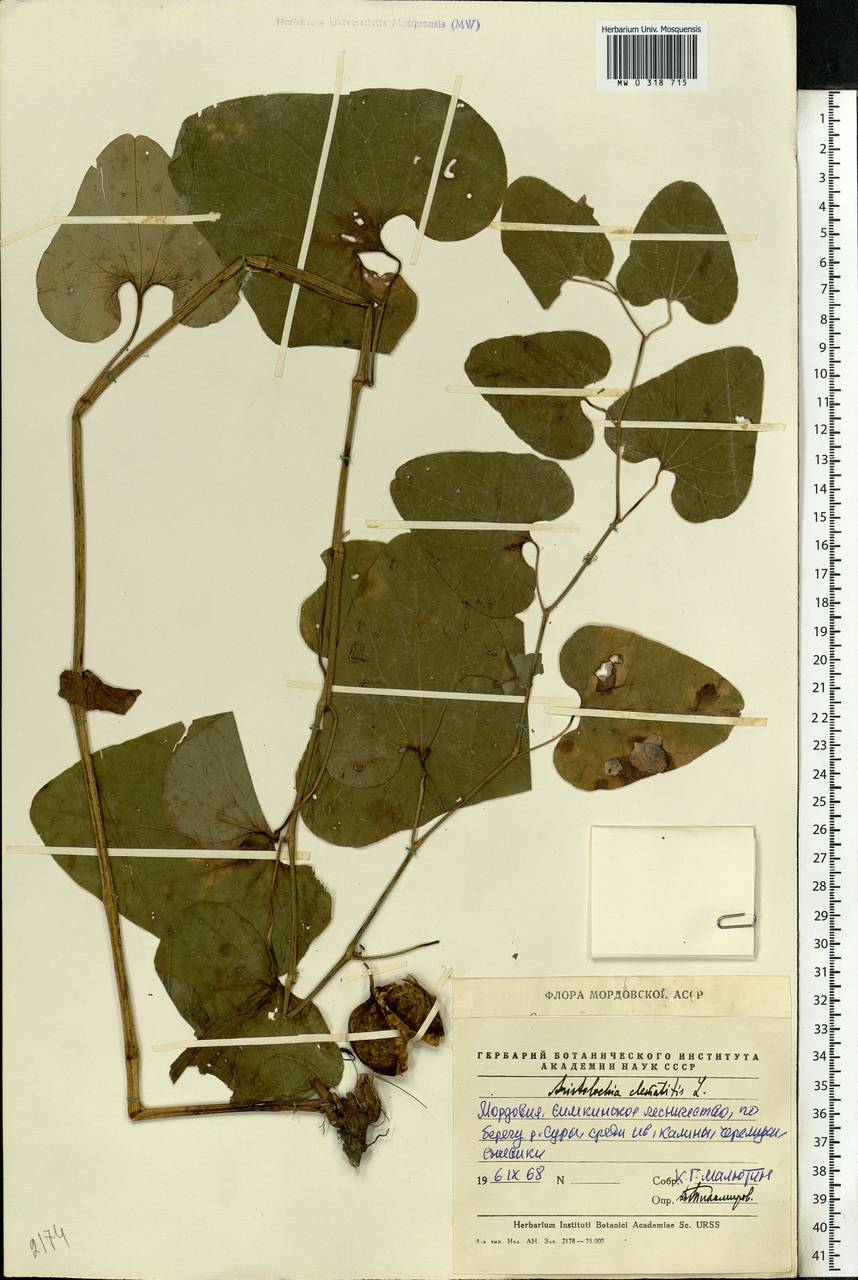 Aristolochia clematitis L., Eastern Europe, Middle Volga region (E8) (Russia)
