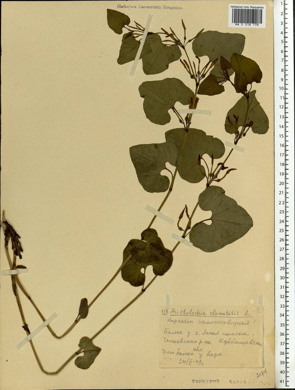 Aristolochia clematitis L., Eastern Europe, Middle Volga region (E8) (Russia)