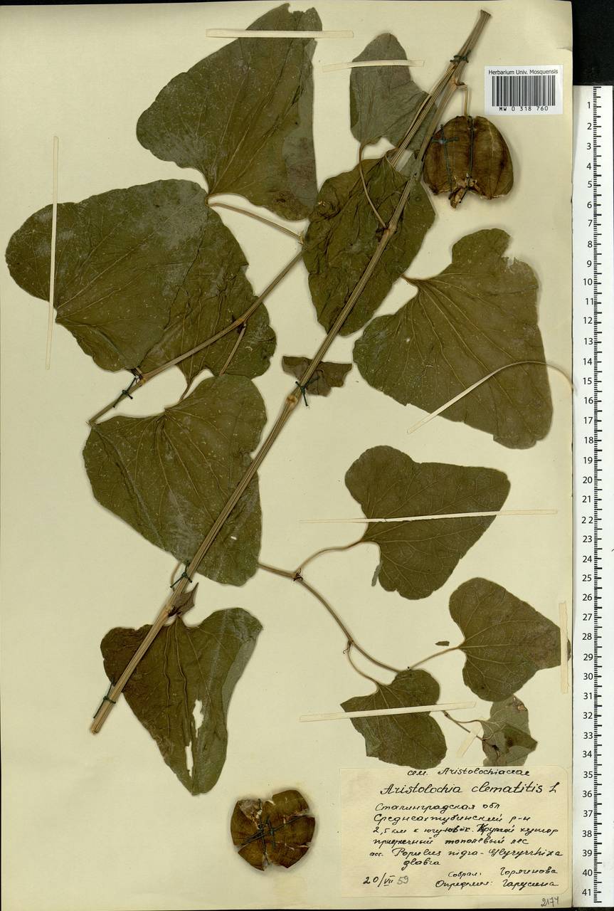 Aristolochia clematitis L., Eastern Europe, Lower Volga region (E9) (Russia)