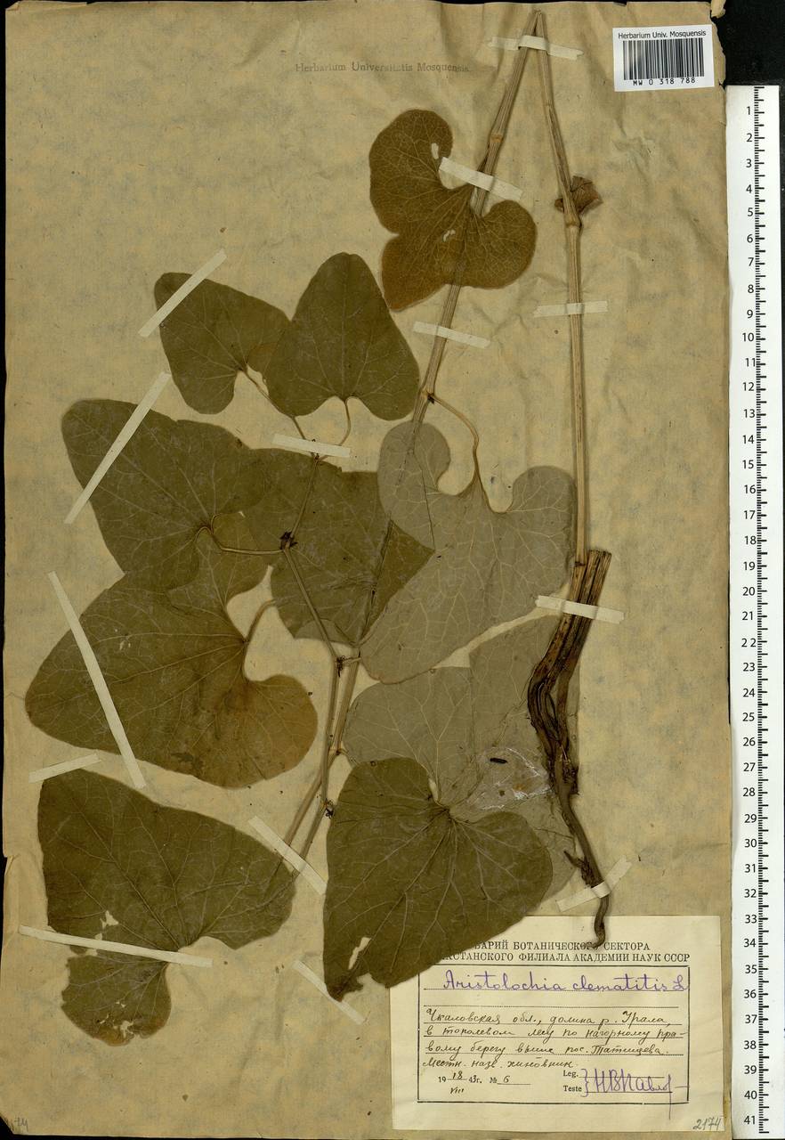 Aristolochia clematitis L., Eastern Europe, Eastern region (E10) (Russia)