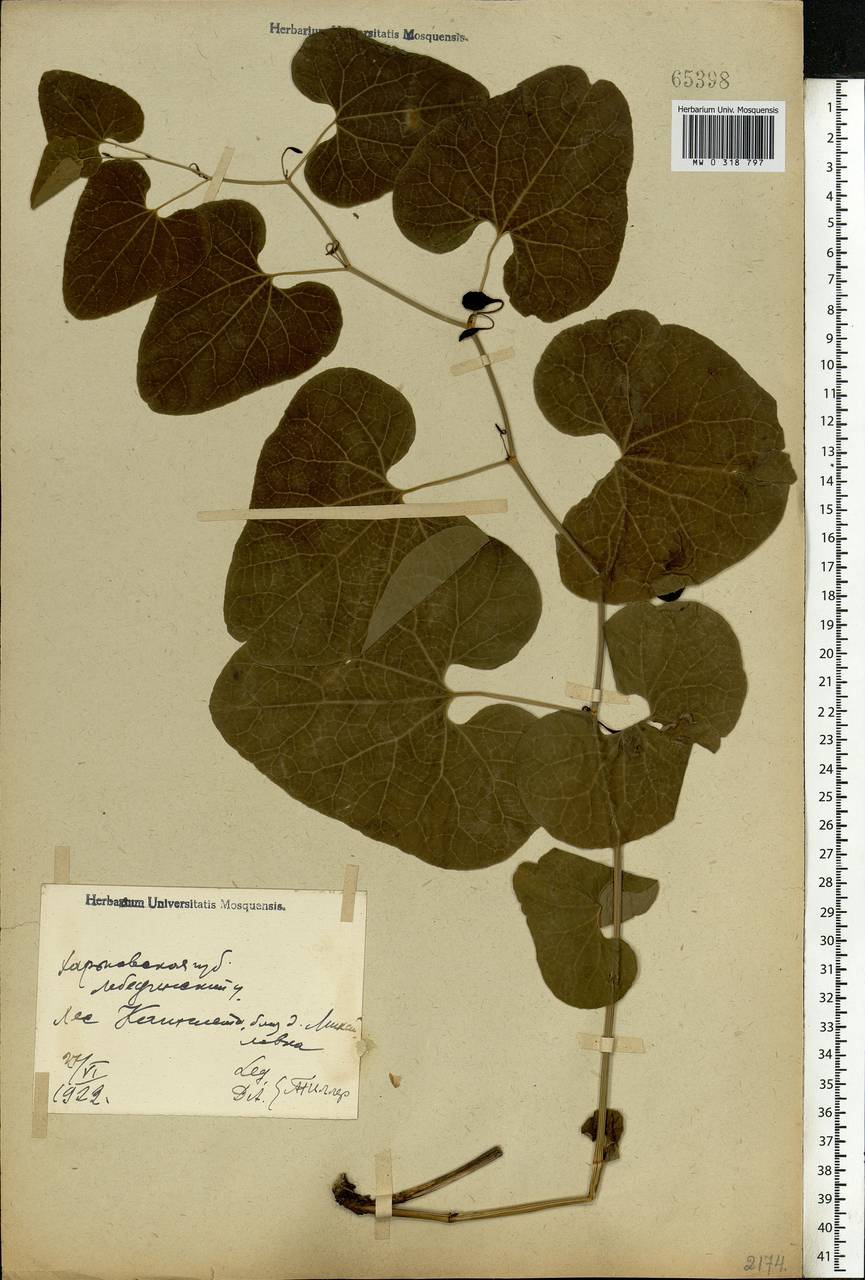 Aristolochia clematitis L., Eastern Europe, North Ukrainian region (E11) (Ukraine)