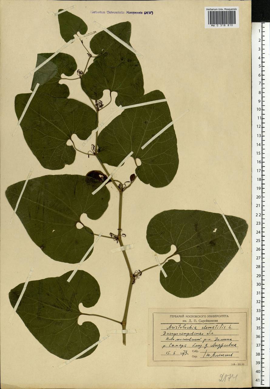 Aristolochia clematitis L., Eastern Europe, South Ukrainian region (E12) (Ukraine)
