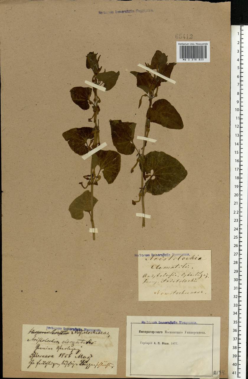 Aristolochia clematitis L., Eastern Europe, Rostov Oblast (E12a) (Russia)