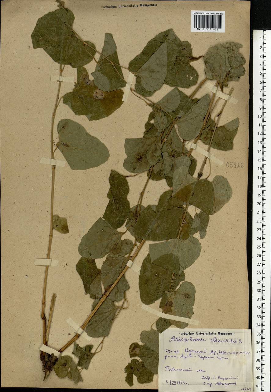 Aristolochia clematitis L., Eastern Europe, Rostov Oblast (E12a) (Russia)