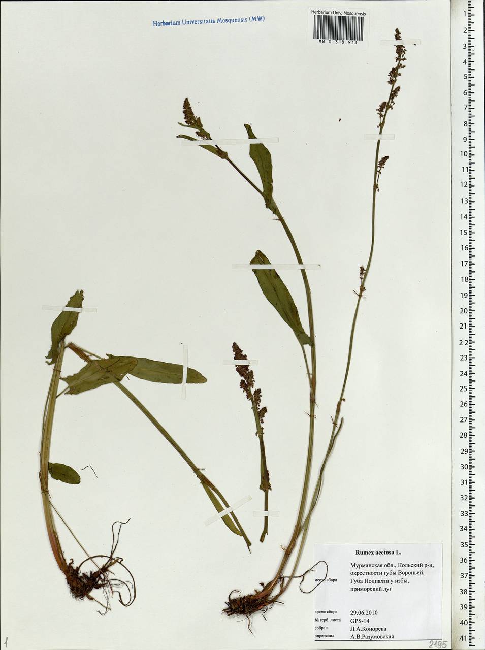 Rumex acetosa L., Eastern Europe, Northern region (E1) (Russia)