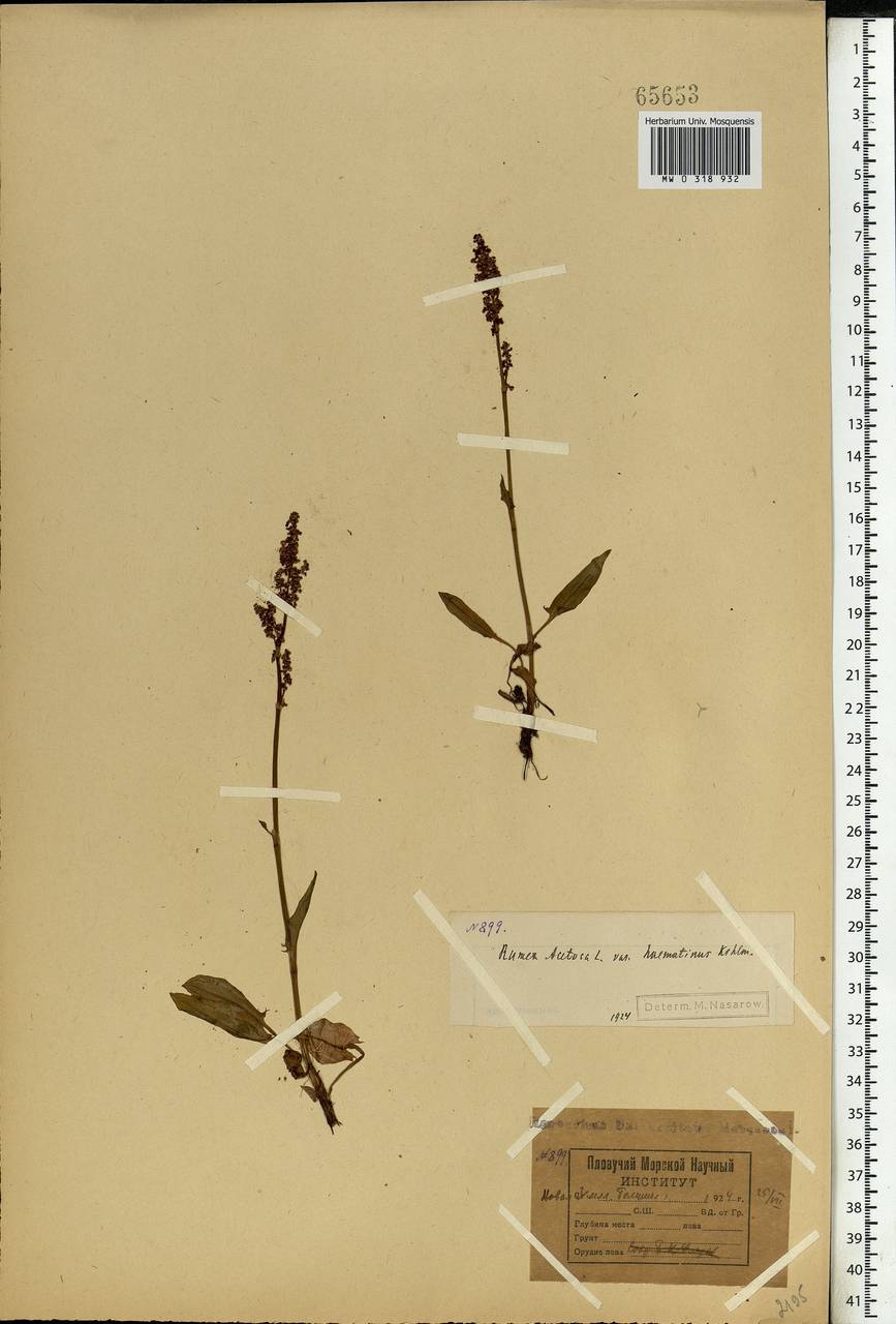 Rumex acetosa L., Eastern Europe, Northern region (E1) (Russia)