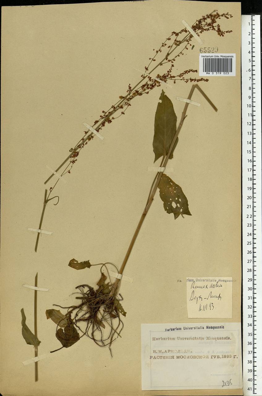 Rumex acetosa L., Eastern Europe, Moscow region (E4a) (Russia)
