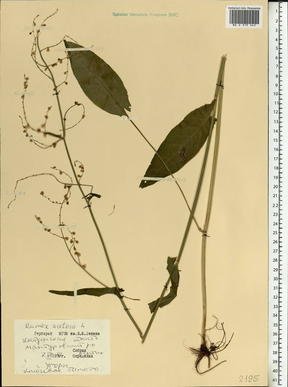 Rumex acetosa L., Eastern Europe, Central forest region (E5) (Russia)