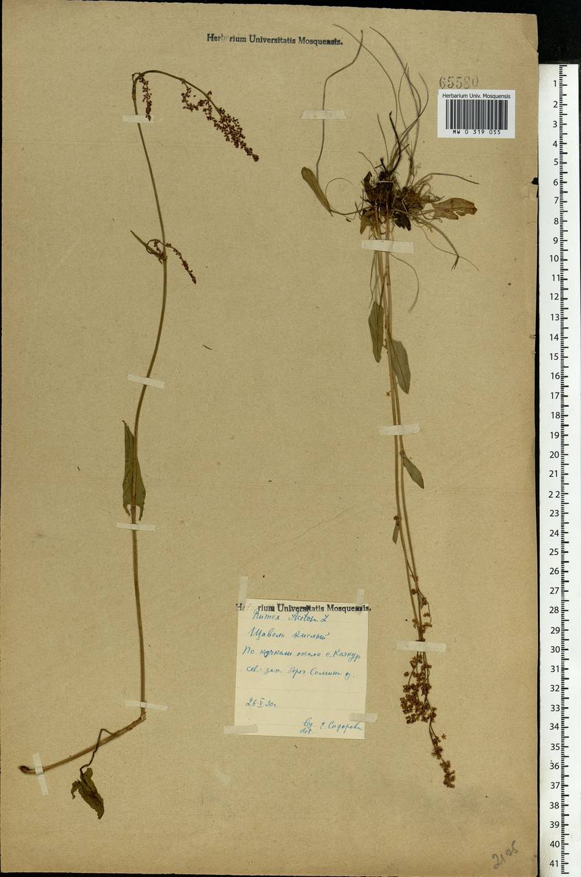 Rumex acetosa L., Eastern Europe, Central forest region (E5) (Russia)