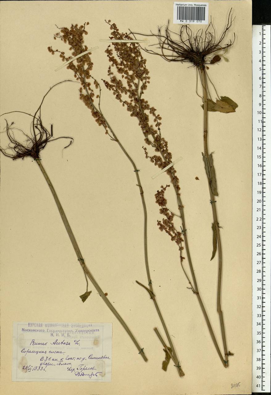 Rumex acetosa L., Eastern Europe, Central forest-and-steppe region (E6) (Russia)