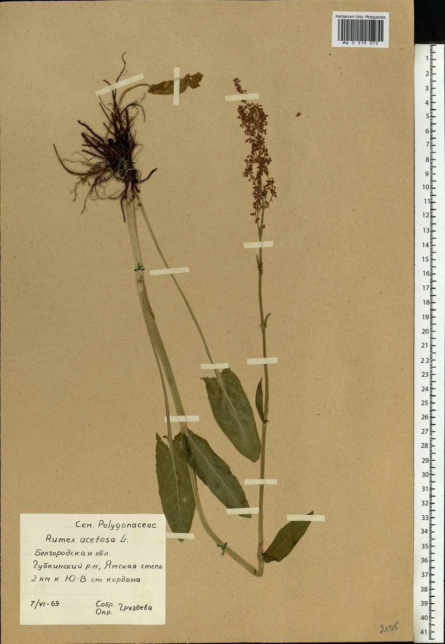 Rumex acetosa L., Eastern Europe, Central forest-and-steppe region (E6) (Russia)