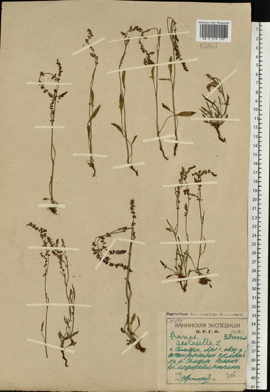 Rumex acetosella L., Eastern Europe, Northern region (E1) (Russia)