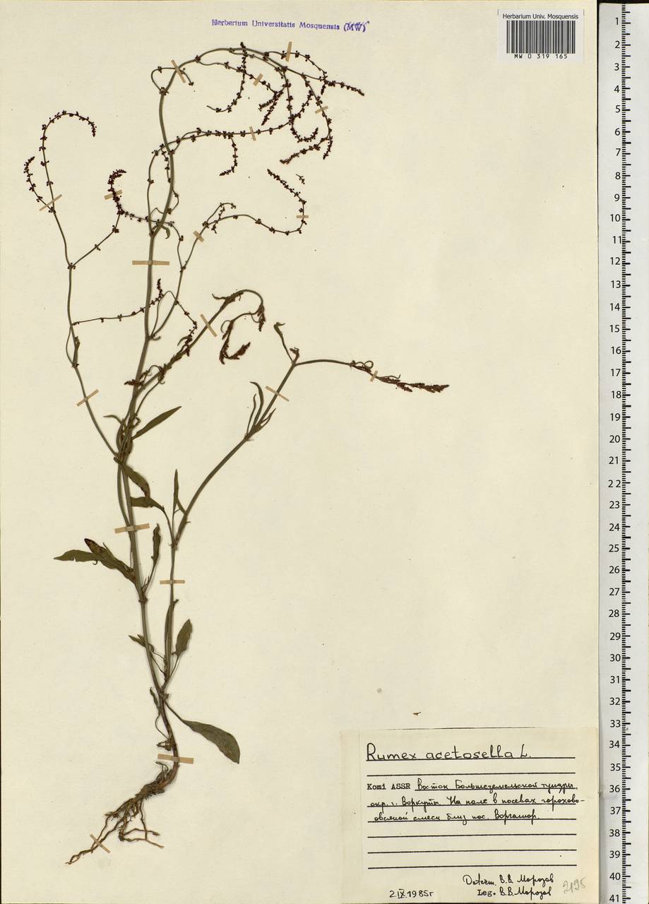 Rumex acetosella L., Eastern Europe, Northern region (E1) (Russia)