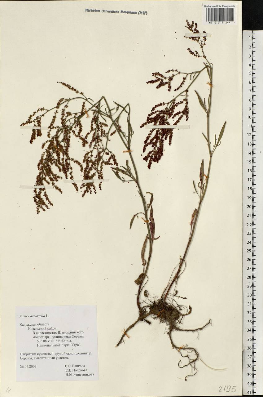 Rumex acetosella L., Eastern Europe, Central region (E4) (Russia)
