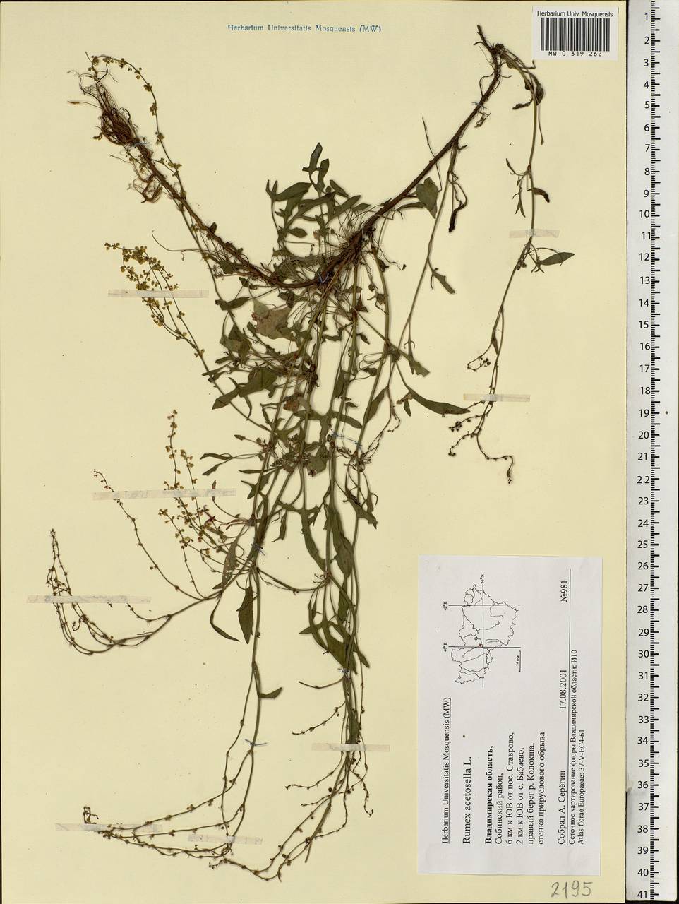Rumex acetosella L., Eastern Europe, Central region (E4) (Russia)