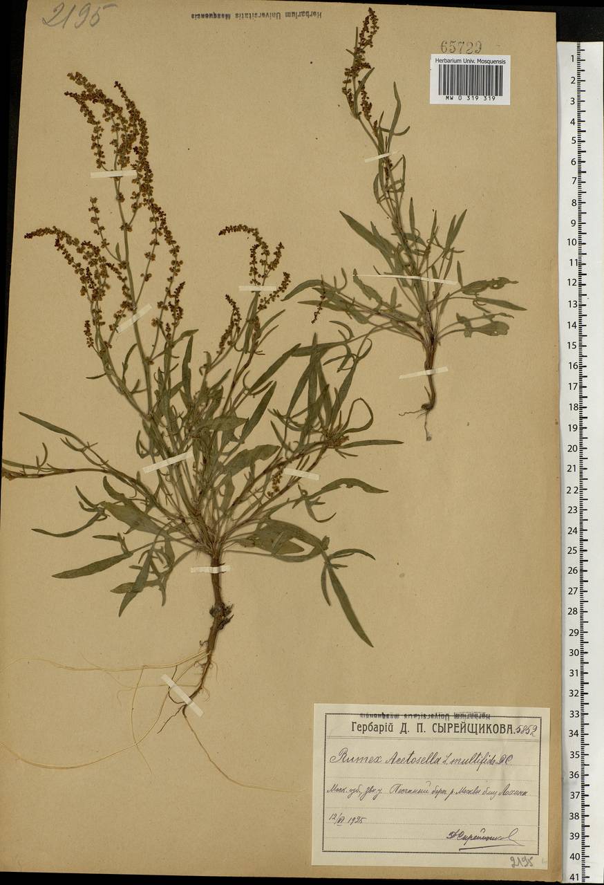 Rumex acetosella L., Eastern Europe, Moscow region (E4a) (Russia)
