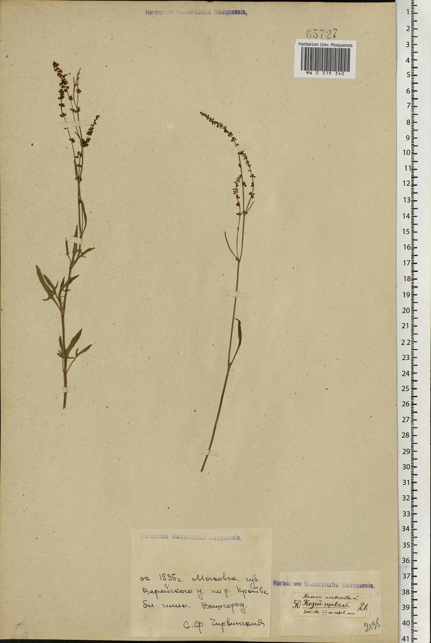 Rumex acetosella L., Eastern Europe, Moscow region (E4a) (Russia)