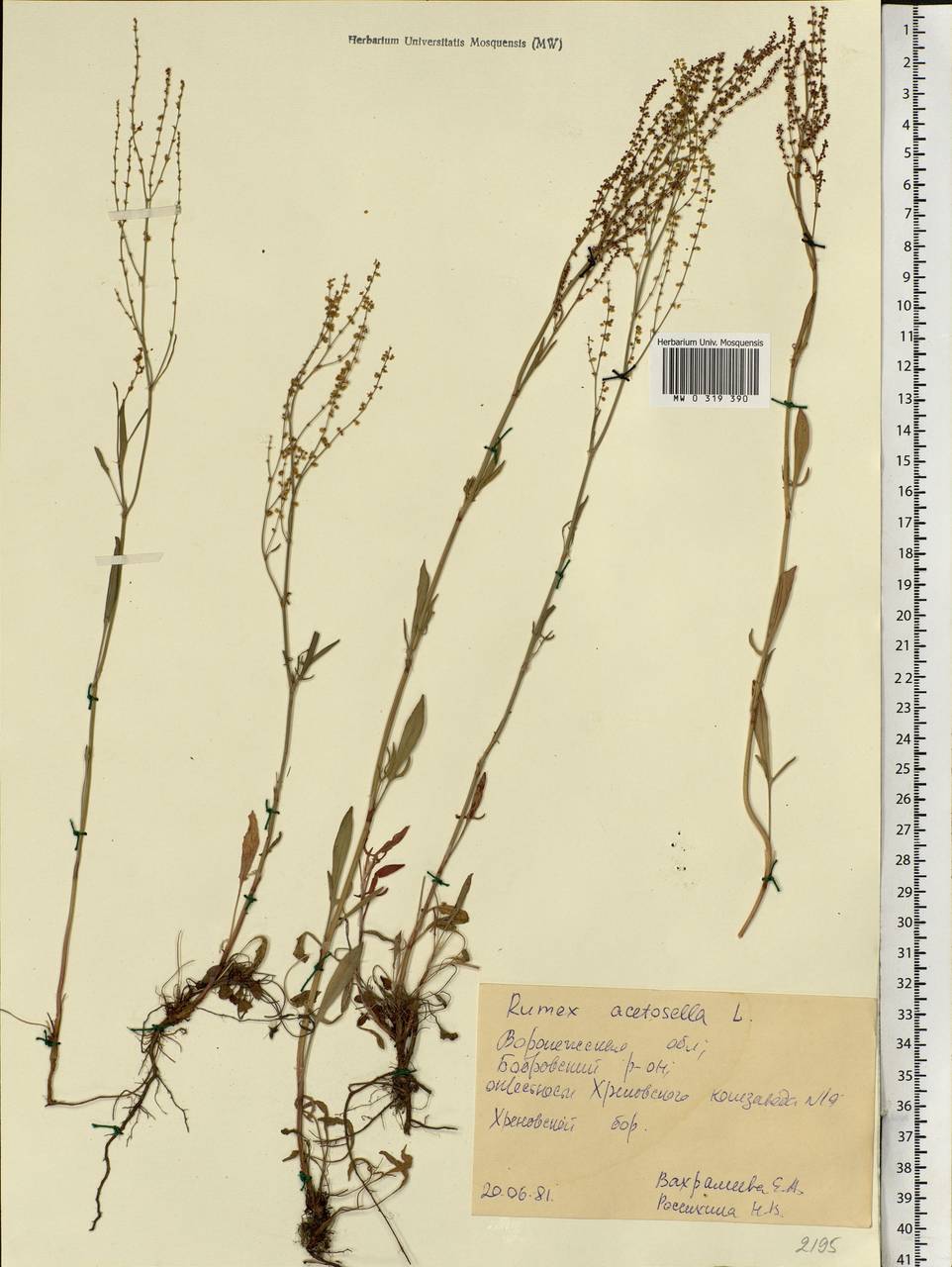 Rumex acetosella L., Eastern Europe, Central forest-and-steppe region (E6) (Russia)